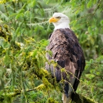 Bald_eagle_2012_0001.jpg