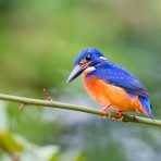 Colorful blue-eared kingfisher, Alcedo meninting, perching on a tree on the riverbank of the Kinabatangan river, rainforest of Sabah, Borneo, Malaysia, South East Asia.