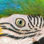 Blue_yellow_macaw_eye_2007_0001.jpg