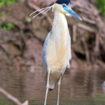 Capped_heron_2006_0004.jpg