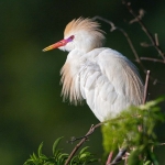 Cattle_egret_2008_0001.jpg