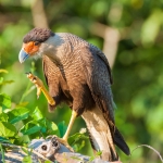 Crested_caracara_2009_0004.jpg