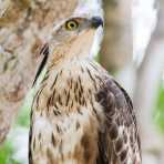 Crested hawk-eagle, Nisaetus cirrhatus, at Wilpattu National Park, Sri Lanka, Asia. Nikon D4, 200-400mm, f/4.0, VR