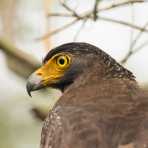 Crested serpent eagle, Spilornis cheela, at Wilpattu National Park. Sri Lanka, Asia. Nikon D4, 500mm, f/4.0, TC-14 E II