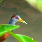 Gray_necked_wood_rail_0002.jpg