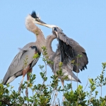 Great_blue_heron_2008_0017.jpg