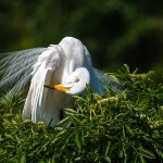 Great_egret_2008_0006.jpg