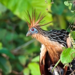 Hoatzin_0002.jpg