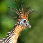 Hoatzin_2007_0006.jpg