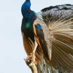 An extremely colorful and popular peaccok, the Indian peafowl, Pavo cistatus, enjoying the early morning sun at Wilpattu National Park, Sri Lanka, Asia. Nikon D4, 200-400mm, f/4.0, VR