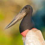 Jabiru_stork_2009_0005.jpg