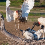 Jabiru_stork_2009_0012.jpg