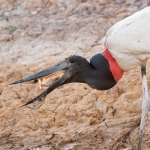 Jabiru_stork_2009_0029.jpg