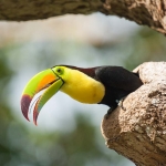 Keel_billed_toucan_2008_0094.jpg