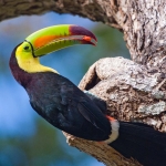 Keel_billed_toucan_2008_0108.jpg