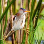 Least_bittern_2008_0007.jpg