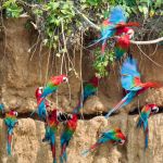 Red and green macaw, Peru