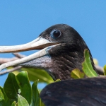 Magnificent_frigatebird_2010_0033.jpg