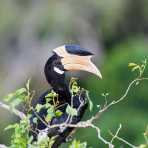 Malabar pied hornbill, Anthracaceros coronatus, an attractive bird quite common in Wilpattu National Park. Sri Lanka, Asia. Nikon D4, 500mm, f/4.0, TC-14 E II