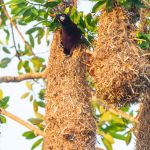 Montezuma oropendola, Belize