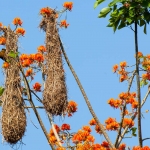 Olive_oropendola_2005_0004.jpg