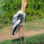 Colorful painted stork, Mycteria leucocephola, at Yala National Park, Sri Lanka, Asia. Nikon D4, Sigma 300-800mm, f/5.6