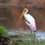 Colorful painted stork, Mycteria leucocephola, at Yala National Park, Sri Lanka, Asia. Nikon D4, 500mm, f/4.0