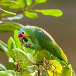 Red_lored_parrot_0003.jpg