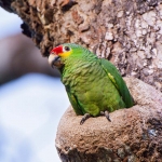 Red_lored_parrot_2008_0011.jpg