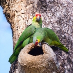 Red_lored_parrot_2009_0021.jpg