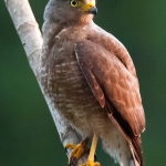 Roadside_hawk_0001.jpg