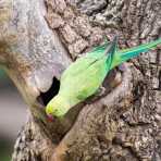 A rose-ringed parakeet, Psittacula krameri, female, inspecting a tree cavity for nesting options. Yala National Park, Sri Lanka, Asia. Nikon D4, 500mm, f/4.0, TC-14 E II