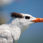 Royal_tern_0001.jpg