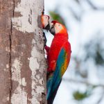 Scarlet macaws in nest, Peru