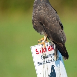 Snail_kite_2008_0001.jpg