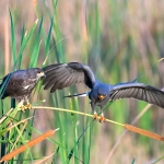 Snail_kite_2008_0017.jpg