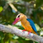 Colorful stork-billed kingfisher, Pelargopsis capensis, perching on a tree on the riverbank of the Kinabatangan river, rainforest of Sabah, Borneo, Malaysia, South East Asia.