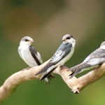 White banded swallows, Peru