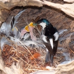 White_winged_swallow_2007_0011.jpg