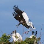 Wood stork, Florida