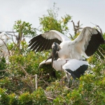 Wood_stork_2008_0020.jpg