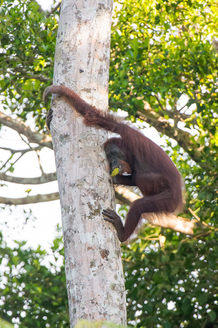Bornean orangutan, Pongo pygmaeus, coming down from a tall tree with a fruit in his mouth. Rainforest of Sukau, Sabah, Borneo, Malaysia, Indochina, South East Asia.