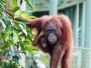 Borneo-Malaysia