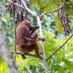 Female Bornean orangutan, Pongo pygmaeus, eating fruits from a tree, with her baby. Sepilok Rainforest Discovery Centre, Sabah, Borneo, Malaysia, Indochina, South East Asia.