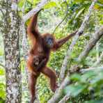 Female Bornean orangutan, Pongo pygmaeus, carrying her baby. Sepilok Rainforest Discovery Centre, Sabah, Borneo, Malaysia, Indochina, South East Asia.
