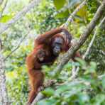Female Bornean orangutan, Pongo pygmaeus, carrying her baby. Sepilok Rainforest Discovery Centre, Sabah, Borneo, Malaysia, Indochina, South East Asia.