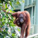 Wild female Bornean orangutan, Pongo pygmaeus, with her baby, crossing the canopy walkway at Sepilok Rainforest Discovery Centre, Sabah, Borneo, Malaysia, Indochina, South East Asia. 