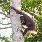 Bornean orangutan, Pongo pygmaeus, coming down from a tall tree with a fruit in his mouth. Rainforest of Sukau, Sabah, Borneo, Malaysia, Indochina, South East Asia.