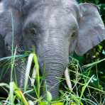 Adult male Borneo pygmy elephant, Elephas maximus borneensis, feeding on the banks of Kinabatangan river, Abai, Sabah, Borneo, Malaysia, Indochina, South East Asia.