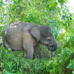 Adult female Borneo pygmy elephant, Elephas maximus borneensis, feeding on the banks of Kinabatangan river, Abai, Sabah, Borneo, Malaysia, Indochina, South East Asia.